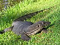 A water monitor in Borneo, Malaysia