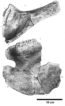 Ophthalmosaurus icenius coracoid and scapular fossils NHMUK R2133.png