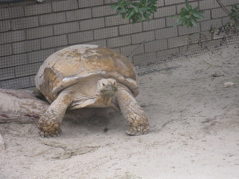 File:A view from kuwait zoo by irvin calicut (28).JPG