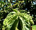 Acalitus mite galls on leaves