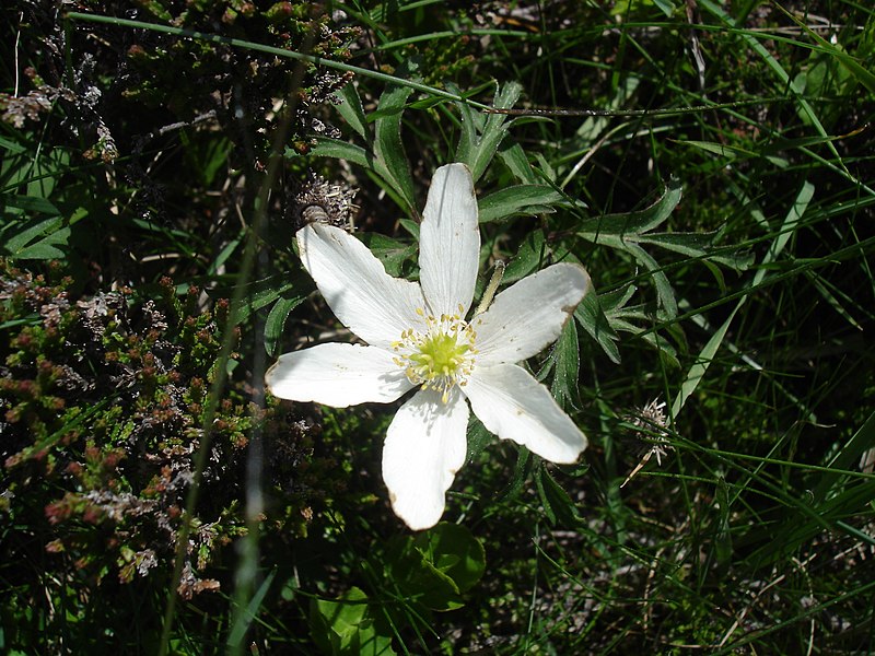 File:Anemone nemorosa.JPG