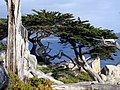 Cupressus macrocarpa (Monterey Cypress)