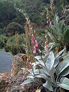 Digitalis mariana