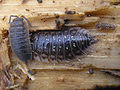 Image 4Porcellio scaber and Oniscus asellus (Peracarida: Isopoda) (from Malacostraca)