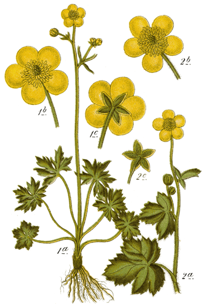 File:Ranunculus acris & lanuginosus - Sturm.png