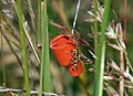 Pheromone trap for insects