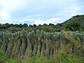 Stenocereus griseus fence in Santa Cruz Aruba