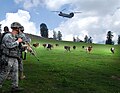 US soldiers with cows in Kunar province