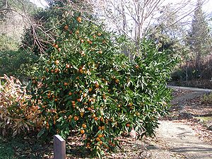 Mandariin (Citrus reticulata)