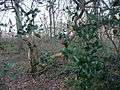 Ilex im Naturschutzgebiet Herrentheyer Wald (Holzkamp)