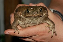 Un crapaud buffle (Rhinella marina)