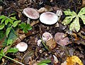 Agaricus dulcidulus