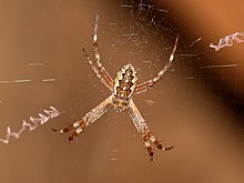 Juvenile at Katherine Gorge