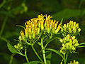 Flowers, lateral view