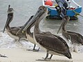 Brown pelicans on the beach at Playa del Carmen, Mexico