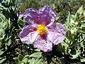 Cistus albidus a prop de Sitges