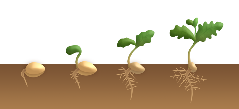 File:Dicotyledon flower germination - hypogeal.png