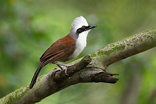 Weißhaubenhäherling (Garrulax leucolophus): besonders kontrastreich