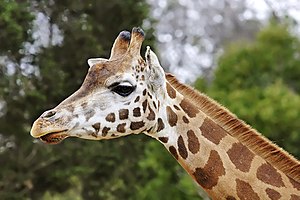 Giraffe