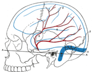 الدماغ والشريان السحائي الأوسط وعلاقتهما بقاعدة الجمجمة.