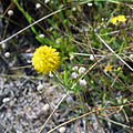 Yellow Wildflower