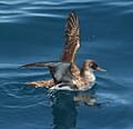 Fluttering shearwater