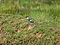 Pied kingfisher, Ceryle rudis