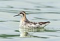 Image 1Red-necked phalarope at the Jamaica Bay Wildlife Refuge