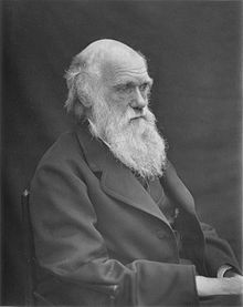 Head and shoulders portrait, increasingly bald with rather uneven bushy white eyebrows and beard, his wrinkled forehead suggesting a puzzled frown