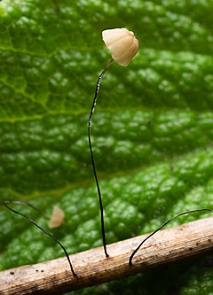 Description de l'image Marasmius limosus Boud. & Quél 394101.jpg.