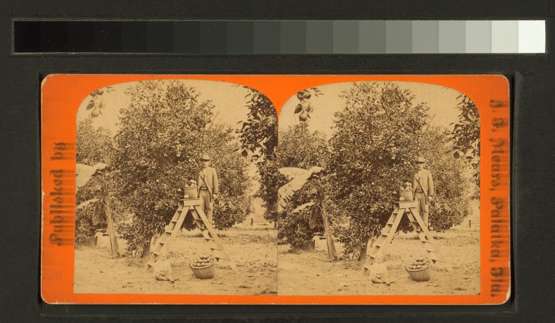 File:Men working at the orange grove (NYPL b11707404-G90F128 016F).tiff