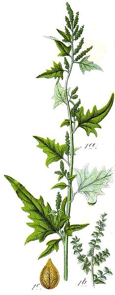 File:Atriplex sagittata cleaned Sturm.jpg