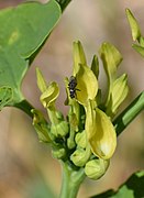 Azille - Anthomyia pluvialis 01.jpg