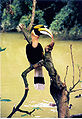 Great hornbill