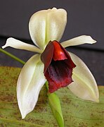 Coelogyne usitana