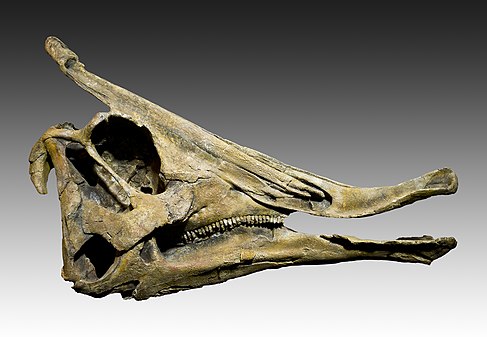 Saurolophus osborni skull