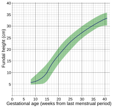 Fundal height by gestational age