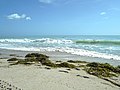 Sea grass deposited on beach, also showing change in sea water, Ocean Drive and 14th Street, view north