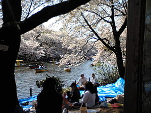 Hanami w parku Inokashira