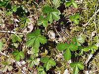 Potentilla anglica