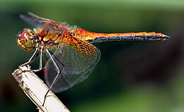 Útszéli szitakötő (Sympetrum flaveolum)