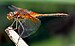 Yellow-winged Darter