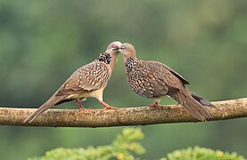 Spotted dove pair 7.jpg