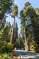 Visžalė sekvoja (Sequoia sempervirens)