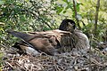 Breeding in April, Kiel, Germany