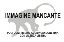 Immagine di Microcebus macarthurii mancante