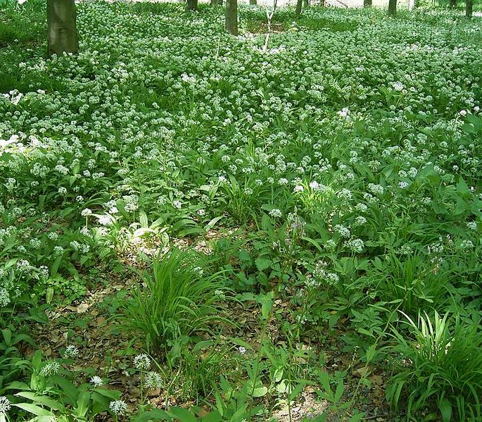 File:Allium ursinum7 ies.jpg