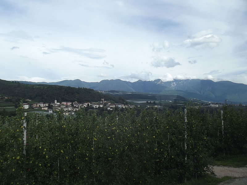 File:Apple trees in Adige valley 2014.jpg