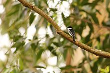 Bar-winged flycatcher