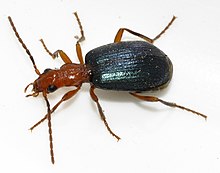 Brachinus-explodens-01-fws.jpg